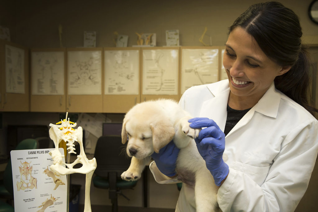 a resident examines a puppy next to a skeletal model