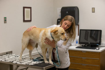 A veterinary resident steadies a yellow Labrador Retriever on an exam table