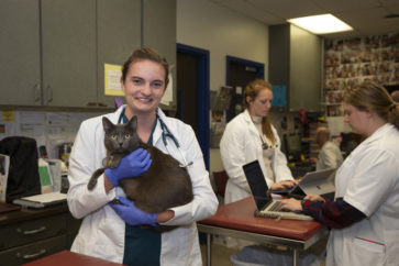 A veterinarian holds a cat while other veterinarians work in the background