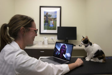 A veterinarian talks to another veterinarian via teleconference on a laptop with a calico cat on an exam table