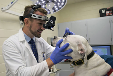 a veterinary ophthalmologist examines the eyes of a canine patient in the Small Animal Teaching Hospital